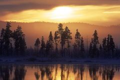 Sol och skog © Kvikkjokksfotografen Tor Tuorda