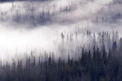 Skogsdimmor © Kvikkjokksfotografen Tor Tuorda