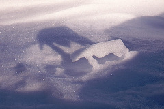 Snöälg © Kvikkjokksfotografen Tor Tuorda