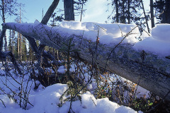 Snö på låga © Kvikkjokksfotografen Tor Tuorda