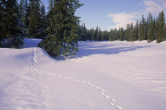 Järvspår på Tsielekjåhkå © Kvikkjokksfotografen Tor Tuorda