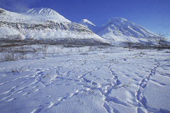 Renspår © Kvikkjokksfotografen Tor Tuorda