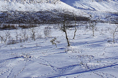 Ripspår © Kvikkjokksfotografen Tor Tuorda