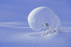 Snötyngd © Kvikkjokksfotografen Tor Tuorda