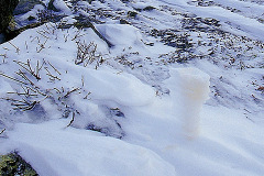 Stod av renpiss © Kvikkjokksfotografen Tor Tuorda