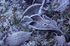 Bladfrost © Kvikkjokksfotografen Tor Tuorda