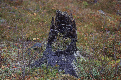 Brunnen rot © Kvikkjokksfotografen Tor Tuorda