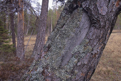 Samisk barktäkt i Pärlälvens fjällurskogs naturreservat vid Kvikkjokk © Kvikkjokksfotografen Tor Tuorda 