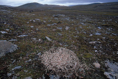 Framtinat bo från fjällämmel © Kvikkjokksfotografen Tor Tuorda