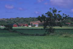 Odling, Västkusten © Kvikkjokksfotografen Tor Tuorda