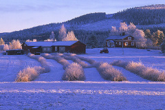 Vinbärsodling, Mattisudden, Jokkmokk © Kvikkjokksfotografen Tor Tuorda