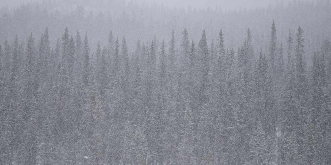 Aprillbilder från fjällnära skog i snöfall