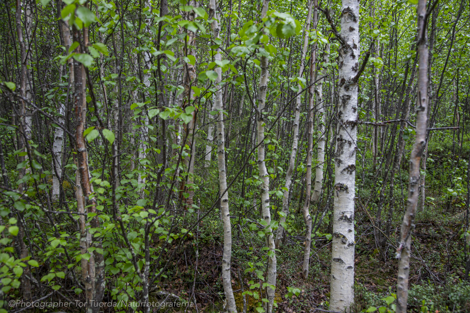 Björken växer på kalhyggen vid Kvikkjokk