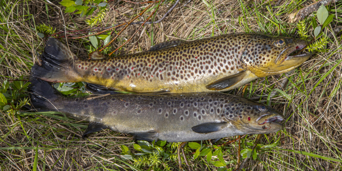 Öringsmodeller i barndomens vatten