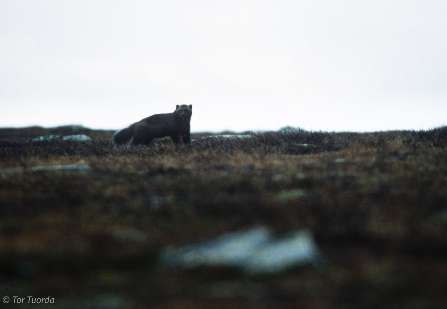 Stordråparen på Vállevárre vid Kvikkjokk
