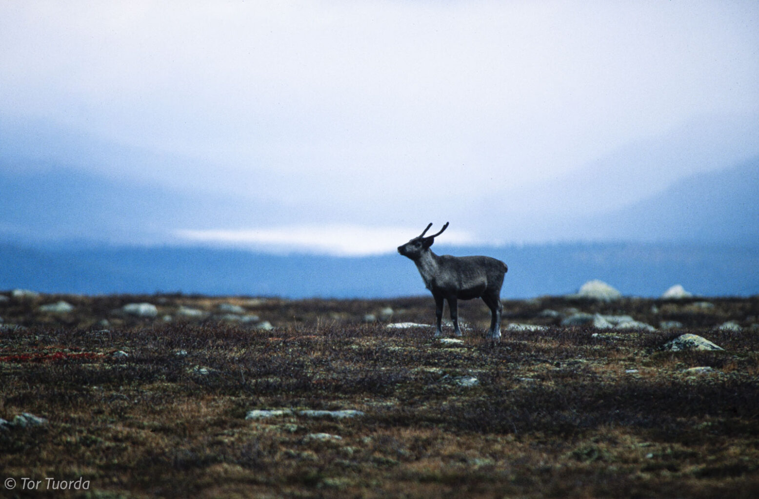 Stordråparen på Vállevárre vid Kvikkjokk