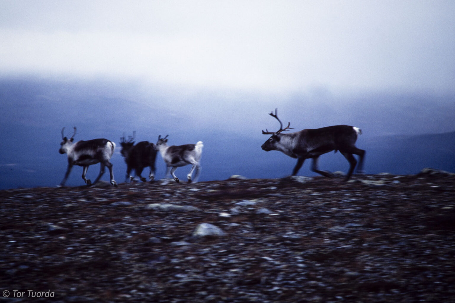 Stordråparen på Vállevárre vid Kvikkjokk