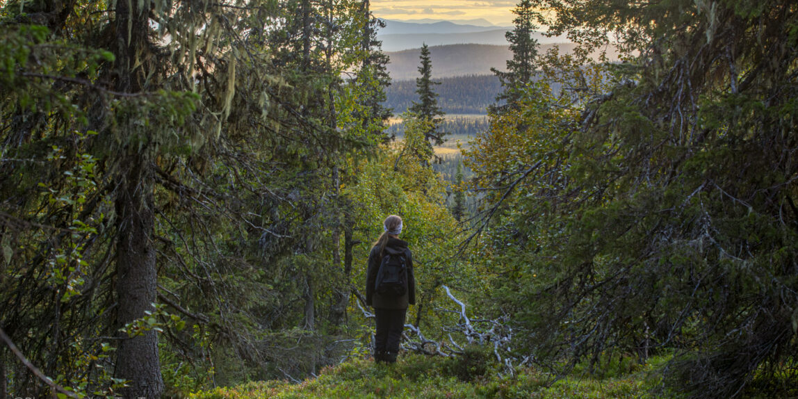 Mineralundersökning i Jielkká-Rijmagåbbå naturreservat