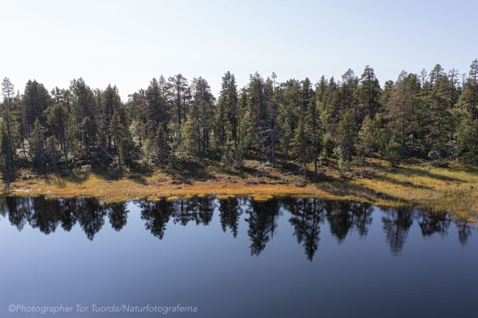 "De bara står dör"
Om den gamla riktiga skogen