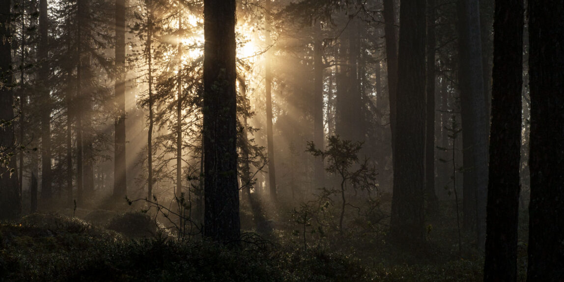 "De bara står dör" Sol i gammelskog