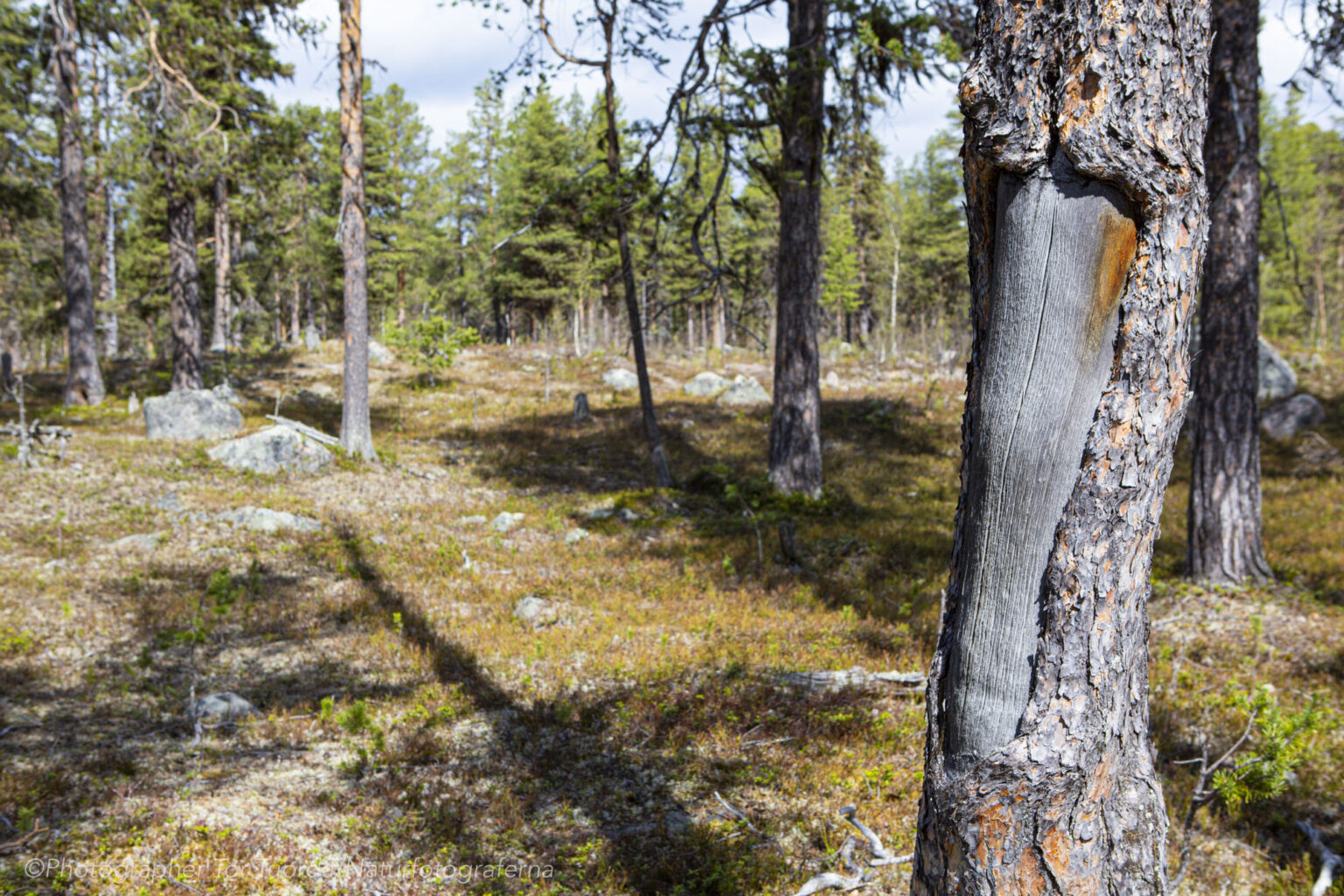 Baggböleri med SCA i Jokkmokks Allmänning