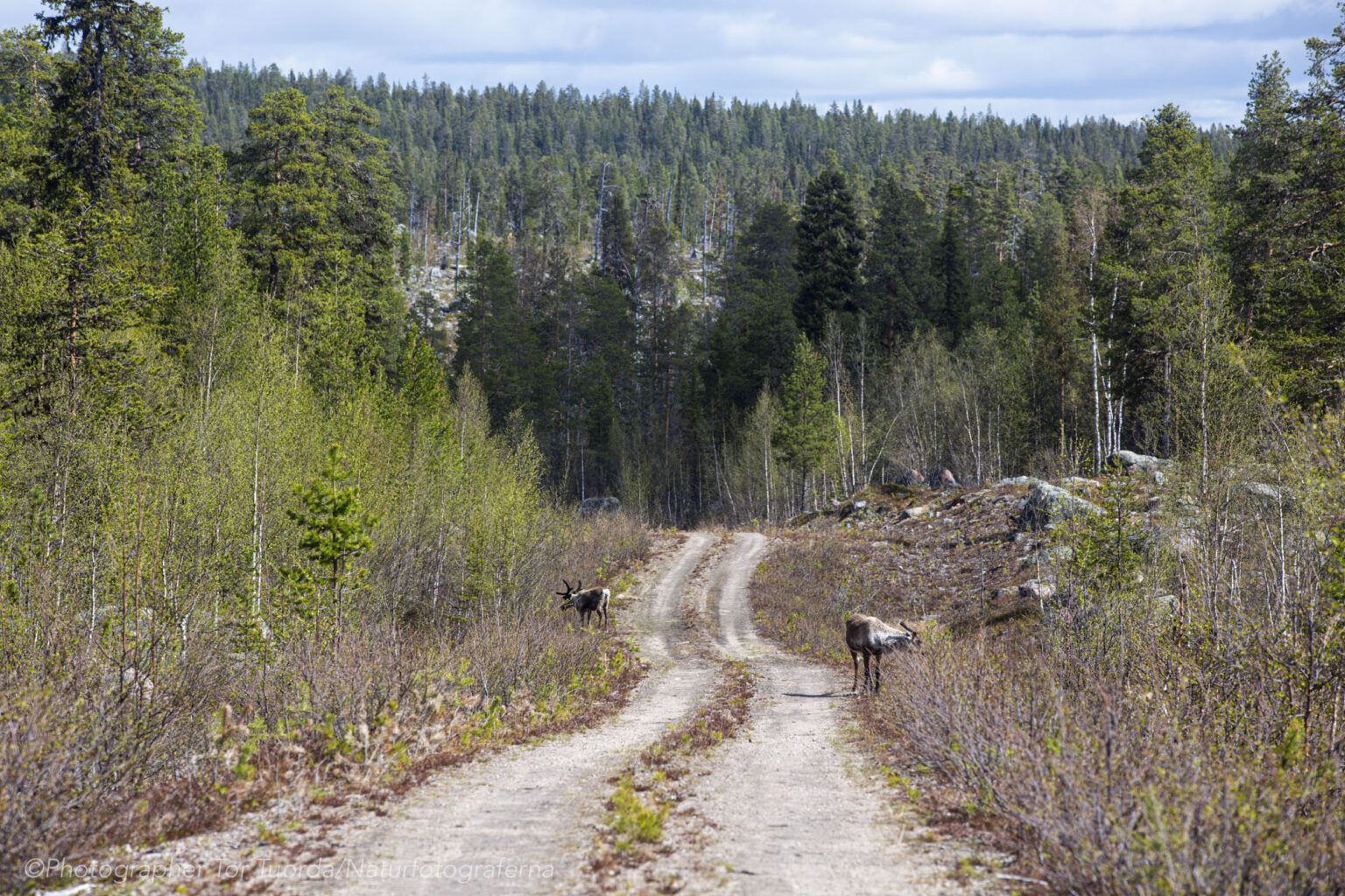 Baggböleri med SCA i Jokkmokks Allmänning