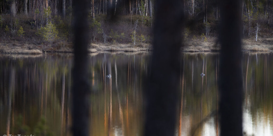 Vilka samiska ord finns i svenskan?