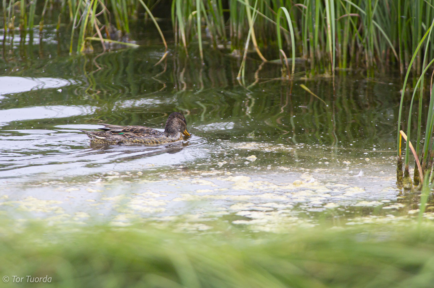 Turister dricker förgiftat vatten