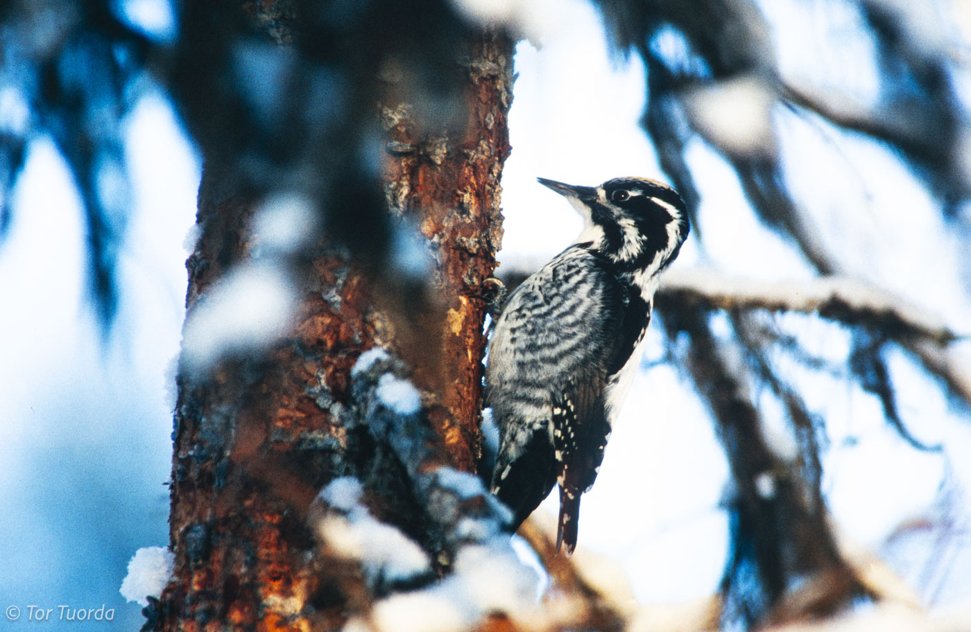 Äganderätten av stulen samisk mark