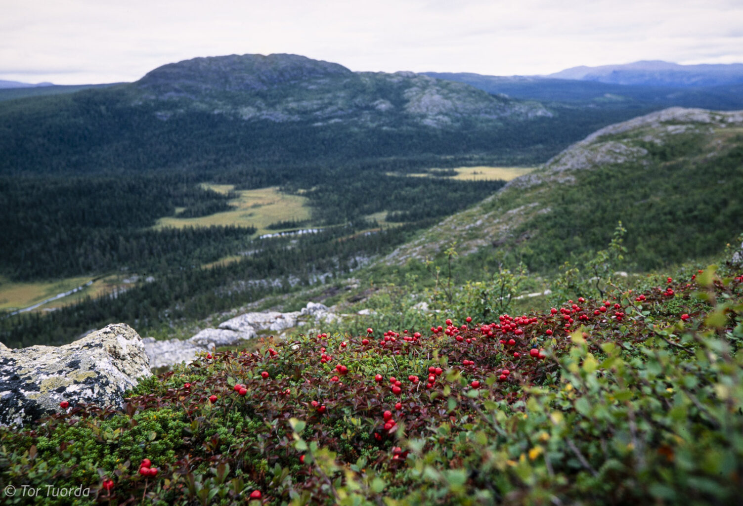 20 år med Beowulf Mining