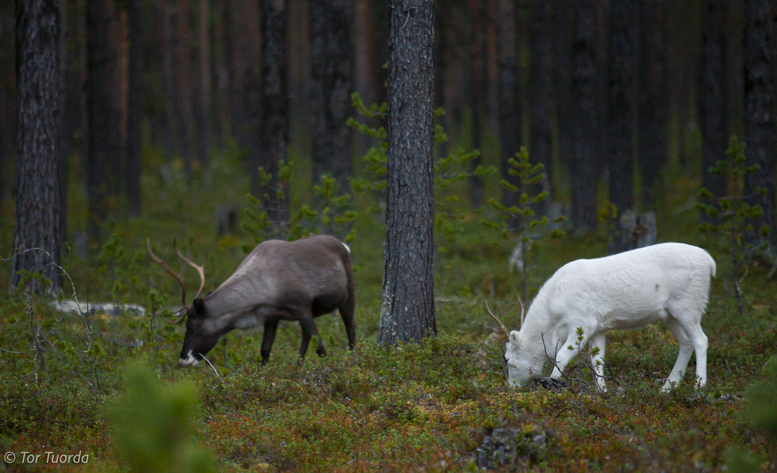 Drömmen om ett dokumentationsprojekt