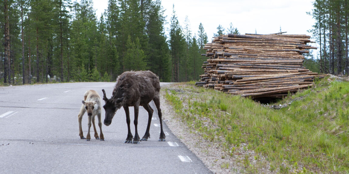 Lennart Lundmark beskriver lappskattelanden