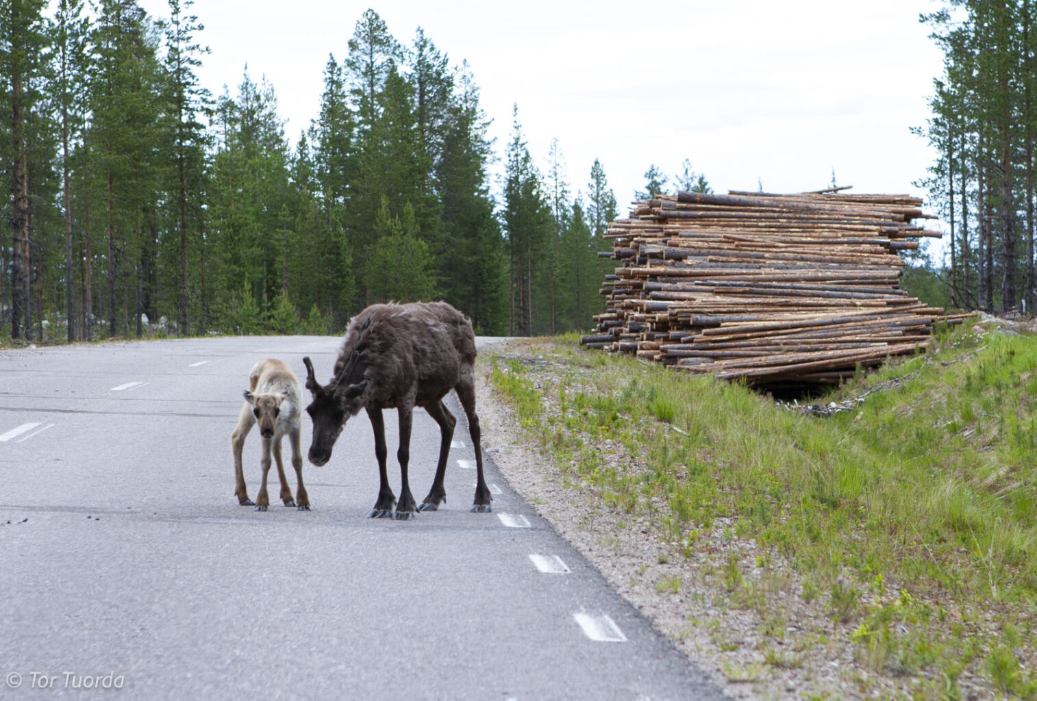 Assimilering av samer i inlandsskogarna