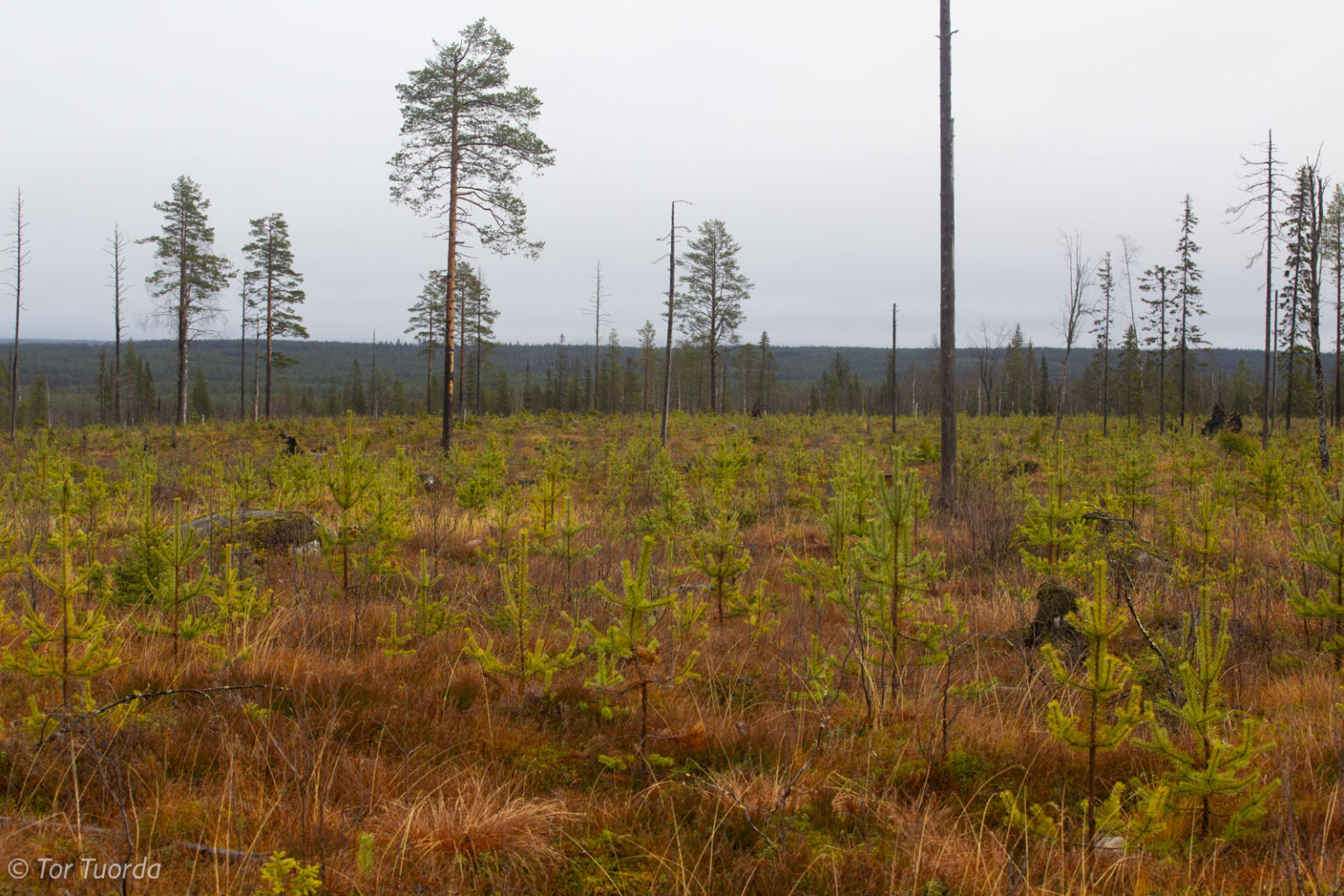 Assimilering av samer i inlandsskogarna