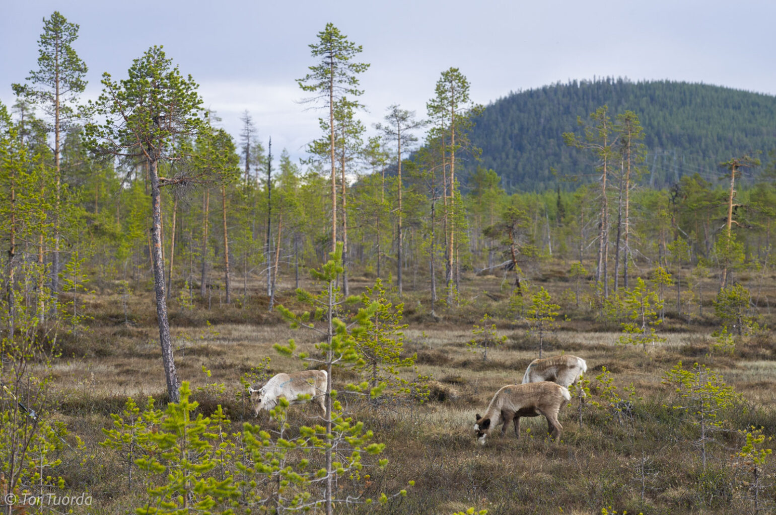 Drömmen om ett dokumentationsprojekt