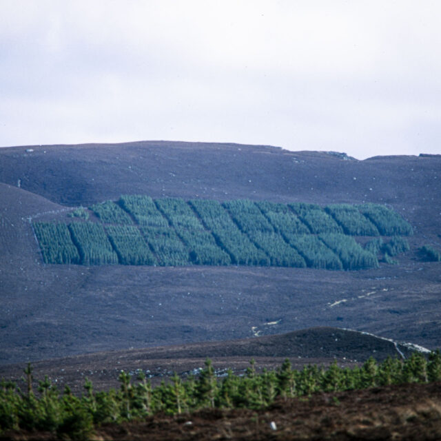 Det här är ju ett enda stort jävla kalhygge!