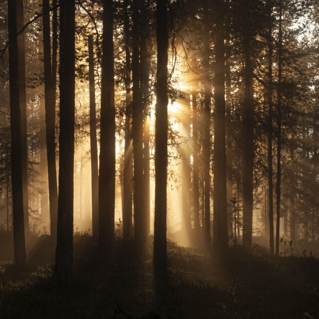 Assimilering av samer i inlandsskogarna