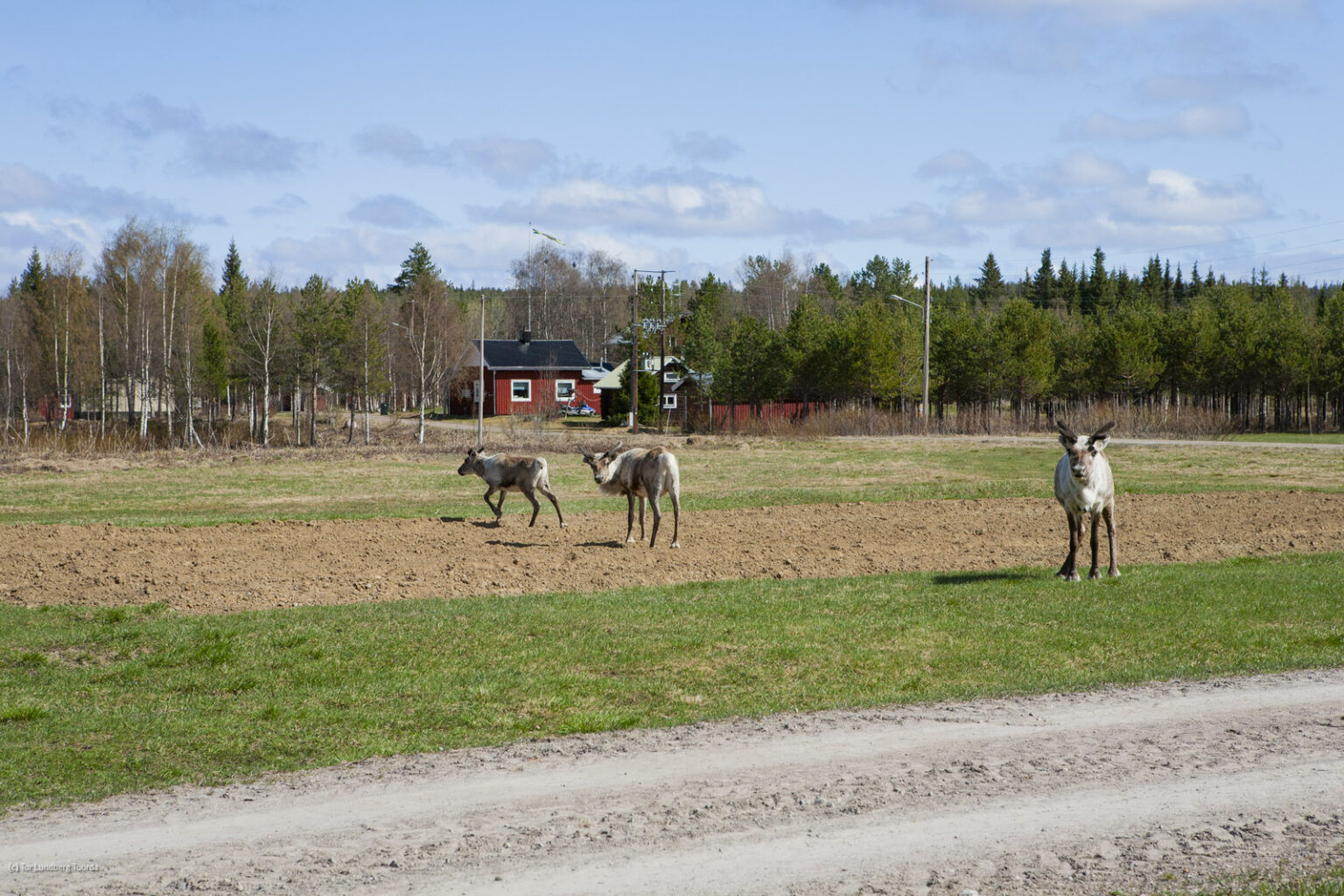 Närodlad mat som civilförsvar