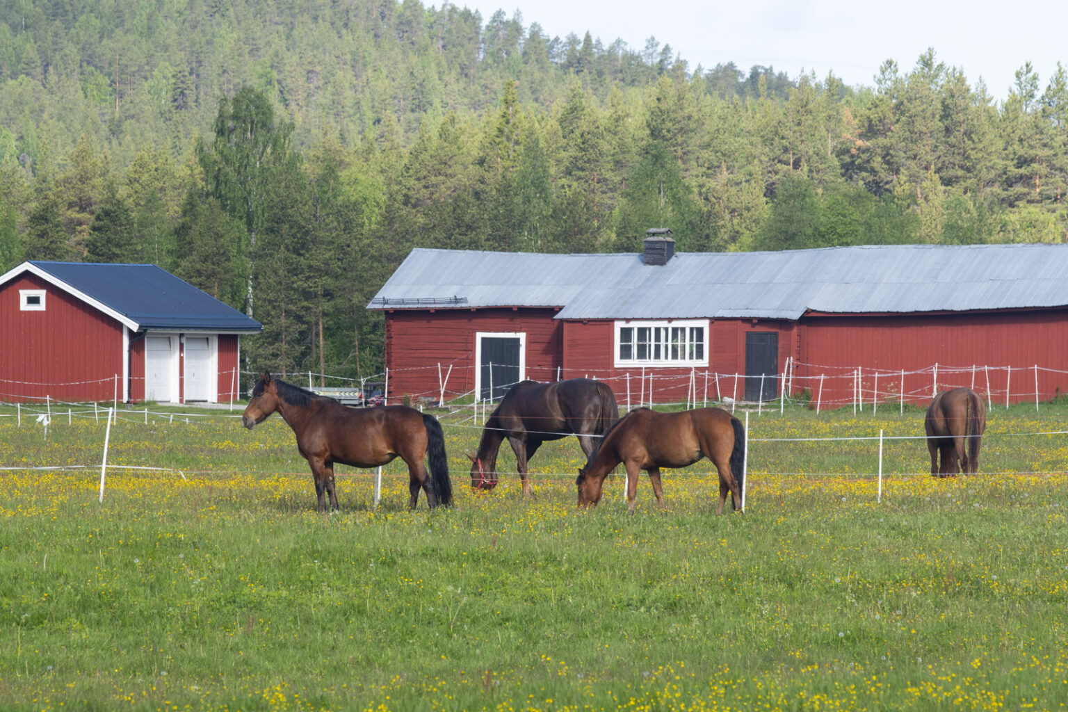 Närodlad mat som civilförsvar