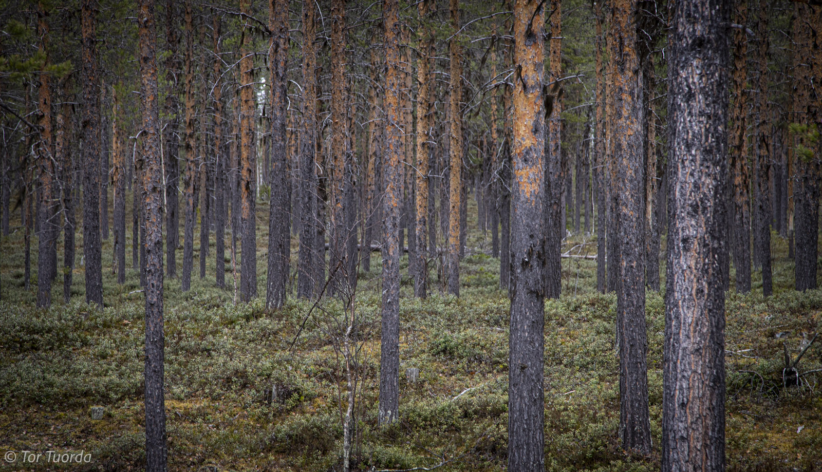 Skogsbruk är negativt för militärt försvar