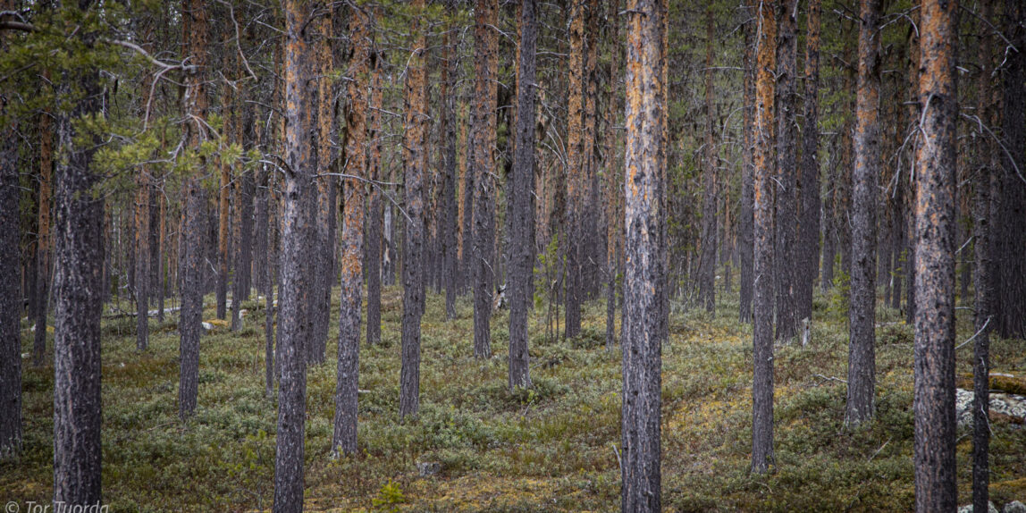 Skogsbruk är negativt för militärt försvar