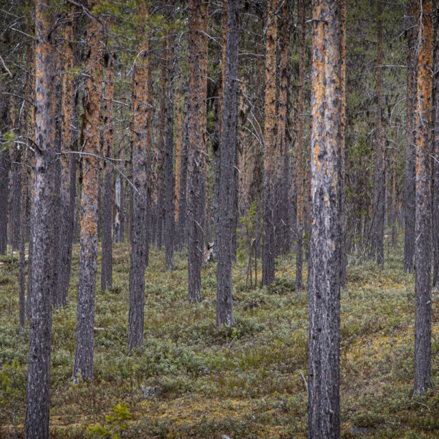Skogsbruk är negativt för militärt försvar