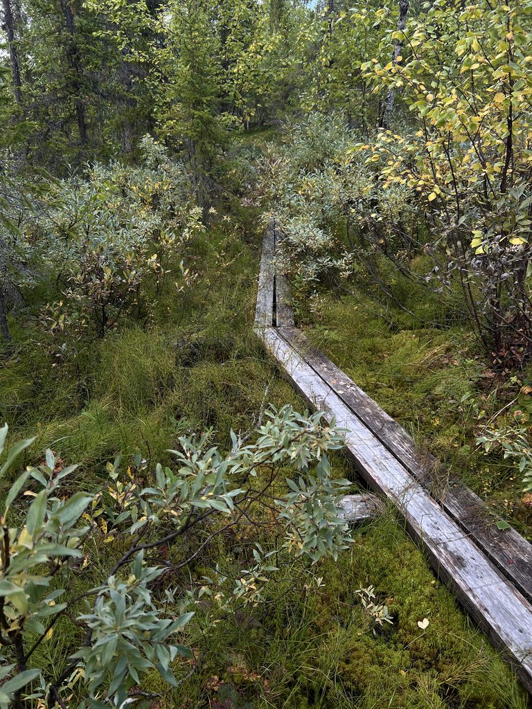 Barndomens fruktade natur